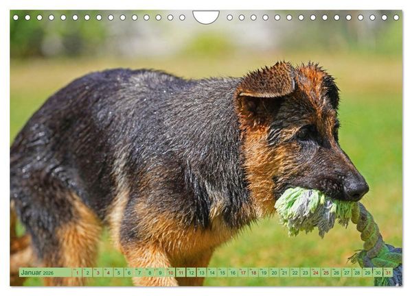 Produktbild: Faszination Sch&auml;ferhundwelpe (Wandkalender 2026 DIN A4 quer), CALVENDO Monatskalender