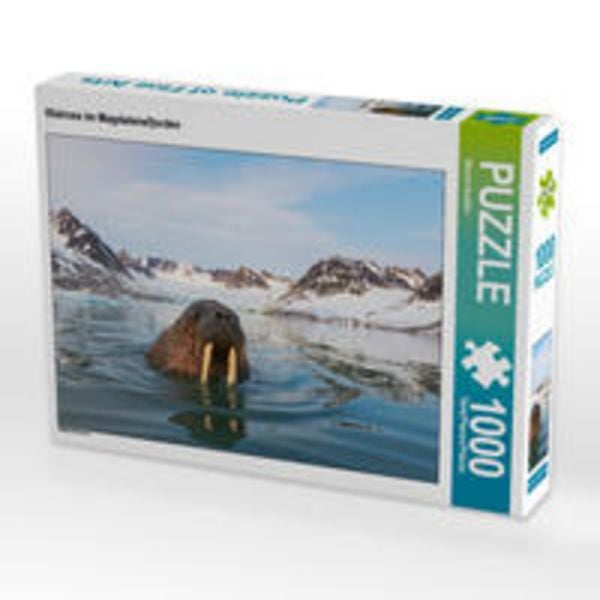 CALVENDO Puzzle Walross im Magdalenefjorden | 1000 Teile Lege-Größe 64x48cm Foto-Puzzle für glückliche Stunden