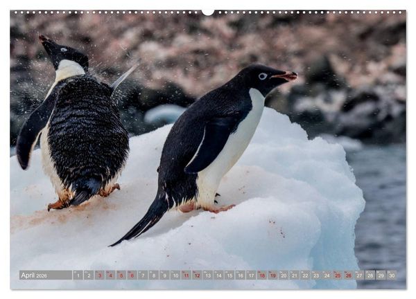 Produktbild: Einfach liebenswert diese Pinguine (hochwertiger Premium Wandkalender 2026 DIN A2 quer), Kunstdruck in Hochglanz