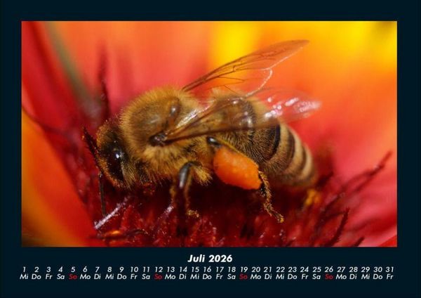 Produktbild: Bienen 2026 Fotokalender DIN A4