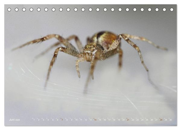 Produktbild: ui - Spinne. Kleine Spinnen - gro&szlig; im Bild (Tischkalender 2026 DIN A5 quer), CALVENDO Monatskalender