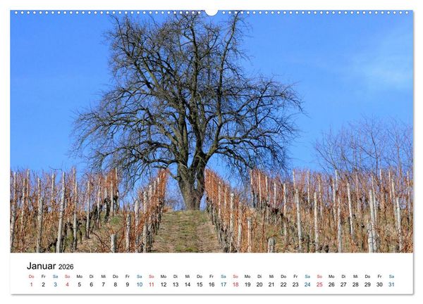 Produktbild: W&uuml;rttemberger Wein 2026 (hochwertiger Premium Wandkalender 2026 DIN A2 quer), Kunstdruck in Hochglanz