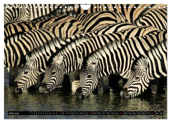 Produktbild: Zebras - Ungez&auml;hmte Kraft (Wandkalender 2026 DIN A4 quer), CALVENDO Monatskalender