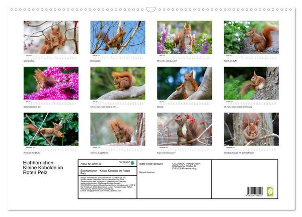 Produktbild: Eichh&ouml;rnchen - Kleine Kobolde im Roten Pelz (Wandkalender 2026 DIN A2 quer), CALVENDO Monatskalender
