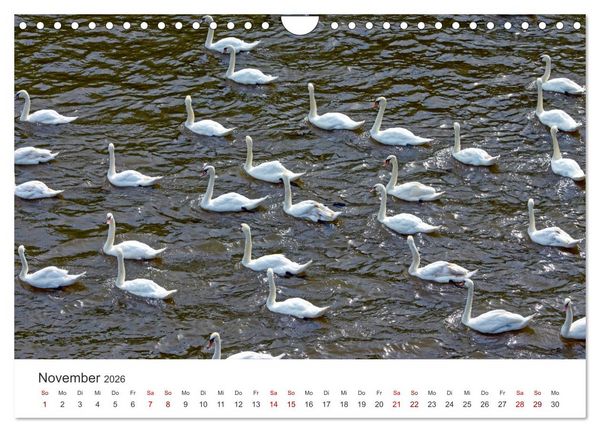 Produktbild: Schw&auml;ne - Prachtvolle Federkleider. (Wandkalender 2026 DIN A4 quer), CALVENDO Monatskalender