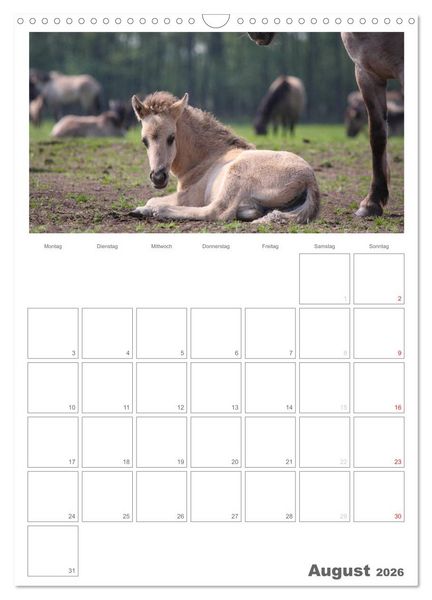 Produktbild: Fohlen und Jungpferde (Wandkalender 2026 DIN A3 hoch), CALVENDO Monatskalender