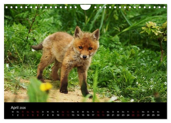 Produktbild: Der Waldspaziergang (Wandkalender 2026 DIN A4 quer), CALVENDO Monatskalender
