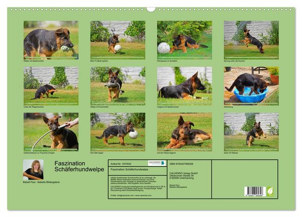 Produktbild: Faszination Sch&auml;ferhundwelpe (Wandkalender 2026 DIN A2 quer), CALVENDO Monatskalender