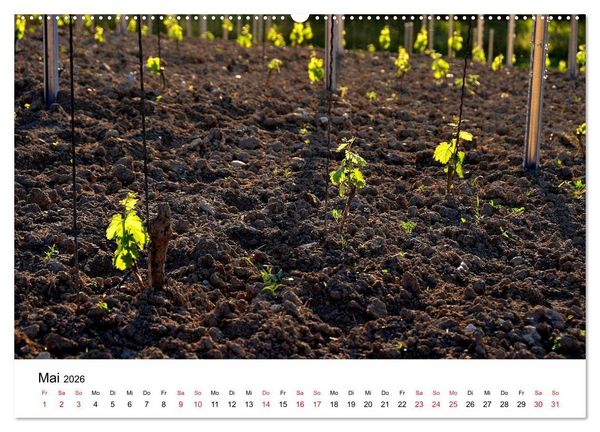 Produktbild: Impressionen vom Kaiserstuhl (Wandkalender 2026 DIN A2 quer), CALVENDO Monatskalender