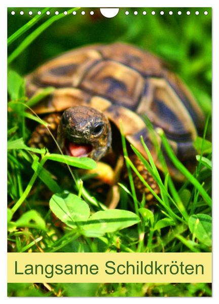 Produktbild: Langsame Schildkr&ouml;ten (Wandkalender 2026 DIN A4 hoch), CALVENDO Monatskalender
