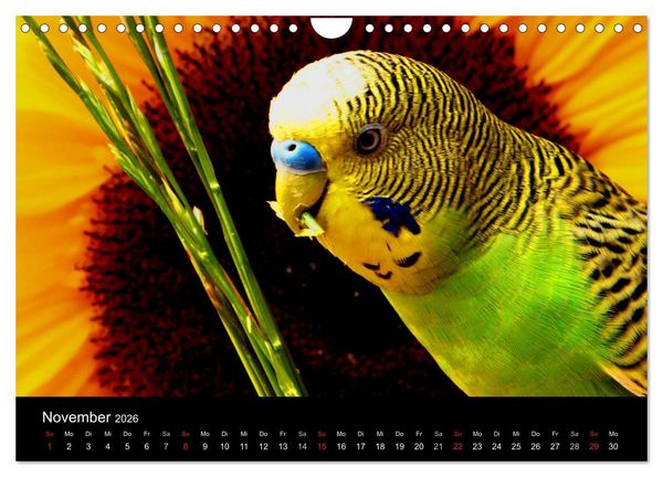 Produktbild: Wellensittiche - Naturkalender (Wandkalender 2026 DIN A4 quer), CALVENDO Monatskalender