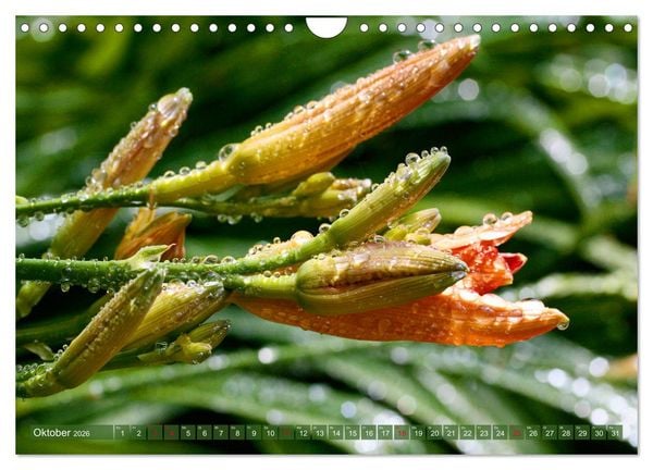 Produktbild: Taglilien im Garten (Wandkalender 2026 DIN A4 quer), CALVENDO Monatskalender