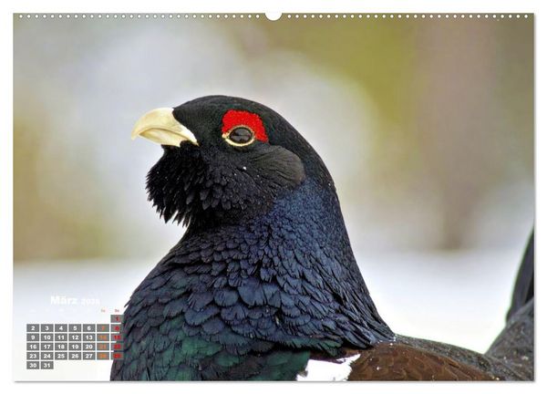 Produktbild: Stark wie der Auerhahn (hochwertiger Premium Wandkalender 2026 DIN A2 quer), Kunstdruck in Hochglanz