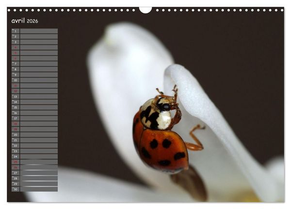 Produktbild: Coccinelles rouges &agrave; points noirs (Calendrier mural 2026 DIN A3 vertical), CALVENDO calendrier mensuel