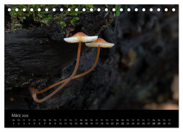 Produktbild: PILZE IM FOKUS 2026 (Tischkalender 2026 DIN A5 quer), CALVENDO Monatskalender