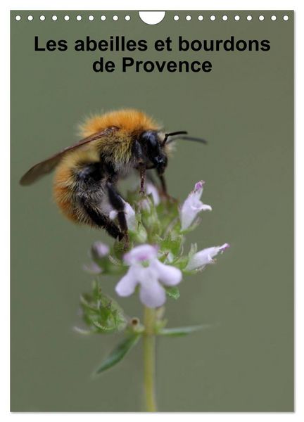 Produktbild: Les abeilles et bourdons de Provence (Calendrier mural 2026 DIN A4 horizontal), CALVENDO calendrier mensuel