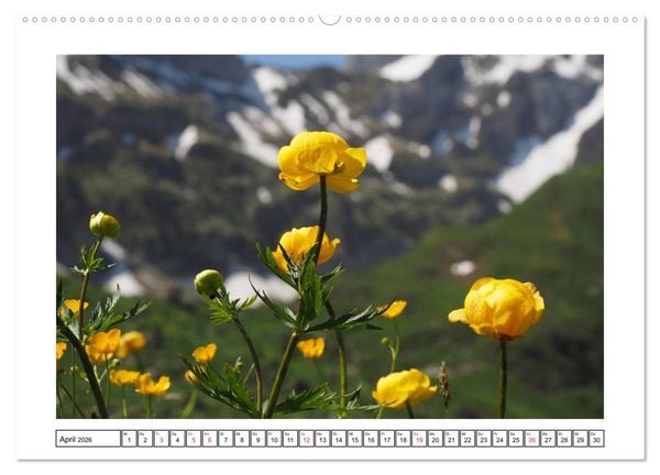 Produktbild: Alpenblumen. Bunte Welt in luftiger H&ouml;he (Wandkalender 2026 DIN A2 quer), CALVENDO Monatskalender