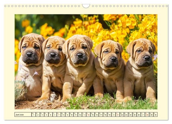 Produktbild: Der Tosa Inu. Japans legend&auml;rer Mastiff (Wandkalender 2026 DIN A3 quer), CALVENDO Monatskalender