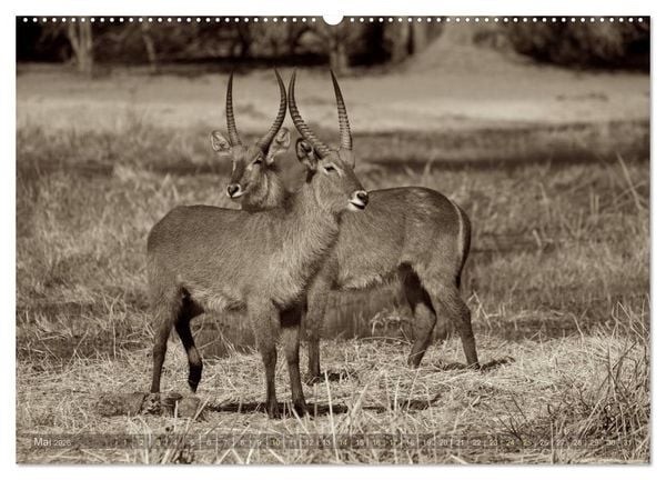 Produktbild: Botswana &ndash; Impressionen aus Afrika (hochwertiger Premium Wandkalender 2026 DIN A2 quer), Kunstdruck in Hochglanz
