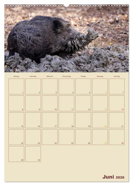 Produktbild: Wildschweine (hochwertiger Premium Wandkalender 2026 DIN A2 hoch), Kunstdruck in Hochglanz