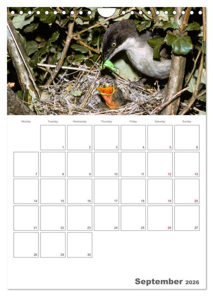 Produktbild: At the dawn of life the secret life of passerines (Wall Calendar 2026 DIN A4 portrait), CALVENDO 12 Month Wall Calendar