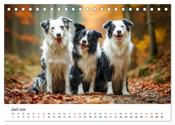 Produktbild: Border Collies H&uuml;teprofis (Tischkalender 2026 DIN A5 quer), CALVENDO Monatskalender
