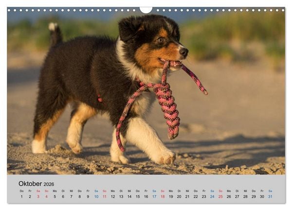 Produktbild: Australian Shepherd Welpen 2026 (Wandkalender 2026 DIN A3 quer), CALVENDO Monatskalender