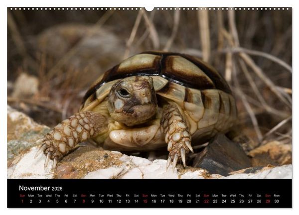 Produktbild: European Tortoises / UK-Version (High Quality Premium Wall Calendar 2026 DIN A2 landscape),CALVENDO 12 Month Wall Calendar