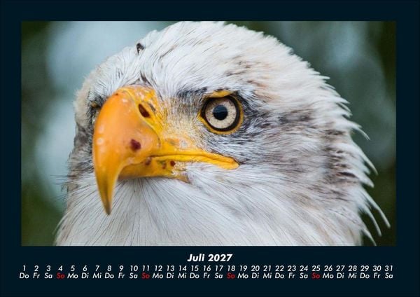 Produktbild: Welt der V&ouml;gel 2027 Fotokalender DIN A4
