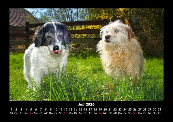 Produktbild: Der Hundekalender 2026 Fotokalender DIN A3