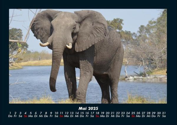 Produktbild: Elefanten 2025 Fotokalender DIN A4