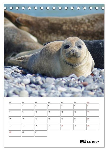 Produktbild: Liebenswerte Robben (Tischkalender 2027 DIN A5 hoch), CALVENDO Monatskalender