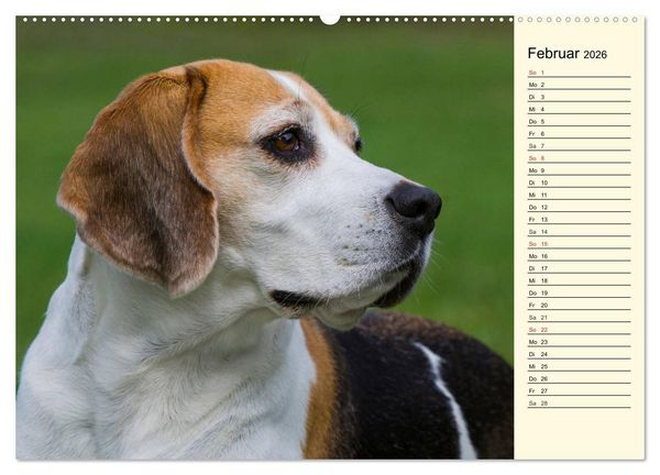 Produktbild: Beagle - Herz auf 4 Pfoten (Wandkalender 2026 DIN A2 quer), CALVENDO Monatskalender