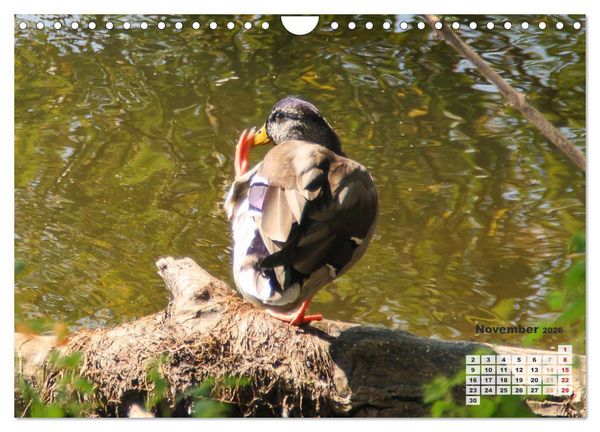 Produktbild: Kanadas charmante Kleintiere - Bezaubernde Einblicke in die Natur (Wandkalender 2026 DIN A4 quer), CALVENDO Monatskalender