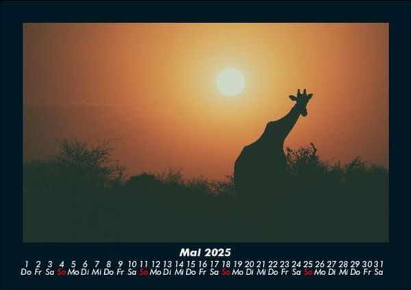 Produktbild: Giraffen 2025 Fotokalender DIN A5