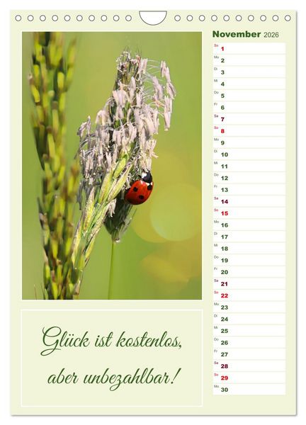 Produktbild: Marienk&auml;fer, Gl&uuml;cksbringer mit sieben Punkten (Wandkalender 2026 DIN A4 hoch), CALVENDO Monatskalender