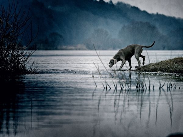 Produktbild: Weimaraner am Fluss (Puzzle)
