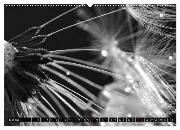 Produktbild: Pusteblume - Impressionen in schwarzwei&szlig; (Wandkalender 2026 DIN A2 quer), CALVENDO Monatskalender