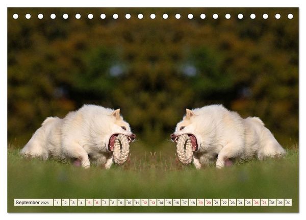 Produktbild: Mit doppelter Power durch das Jahr (Tischkalender 2026 DIN A5 quer), CALVENDO Monatskalender