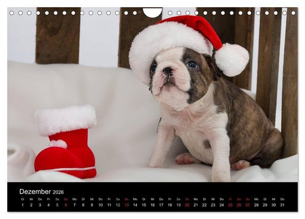 Produktbild: Colored Boston Terrier 2026 (Wandkalender 2026 DIN A4 quer), CALVENDO Monatskalender