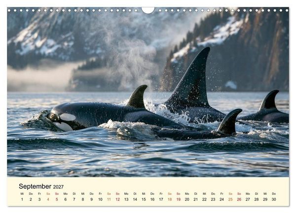 Produktbild: Orcas - Wilde Eleganz des Meeres (Wandkalender 2027 DIN A3 quer), CALVENDO Monatskalender
