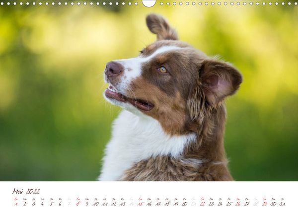Produktbild: Wunderbare Australian Shepherds (Wandkalender 2022 DIN A3 quer)