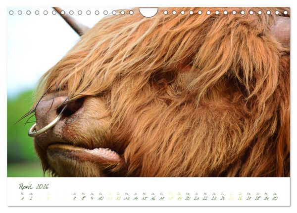 Produktbild: Das Hochlandrind (Wandkalender 2026 DIN A4 quer), CALVENDO Monatskalender