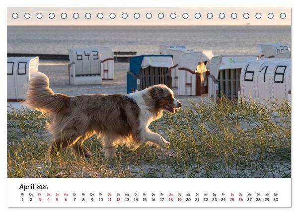 Produktbild: Strandurlaub mit Hund (Tischkalender 2026 DIN A5 quer), CALVENDO Monatskalender