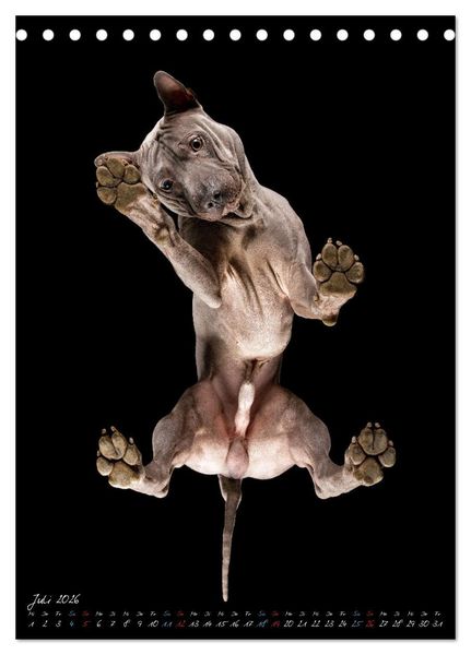 Produktbild: Down Under - Hunde auf der Glasplatte (Tischkalender 2026 DIN A5 hoch), CALVENDO Monatskalender