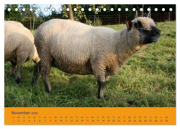 Produktbild: Shropshire Schafe (Tischkalender 2026 DIN A5 quer), CALVENDO Monatskalender