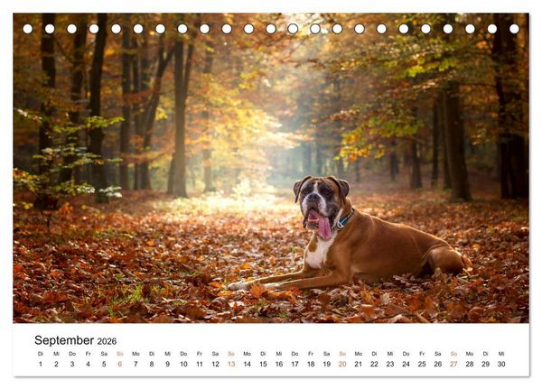 Produktbild: Deutscher Boxer (Tischkalender 2026 DIN A5 quer), CALVENDO Monatskalender