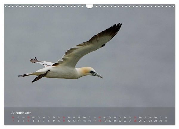 Produktbild: Nordatlantische Seev&ouml;gel (Wandkalender 2026 DIN A3 quer), CALVENDO Monatskalender