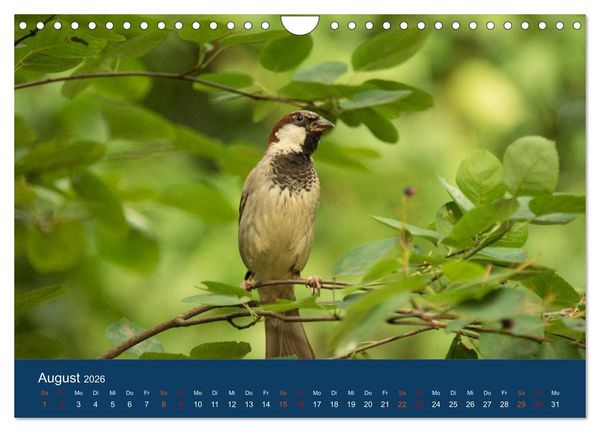 Produktbild: Spatzen-Kalender (Wandkalender 2026 DIN A4 quer), CALVENDO Monatskalender