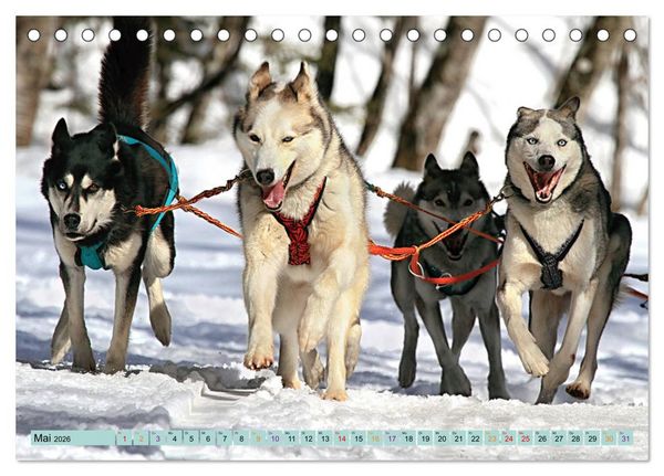 Produktbild: Huskies - Tolle Gef&auml;hrten (Tischkalender 2026 DIN A5 quer), CALVENDO Monatskalender